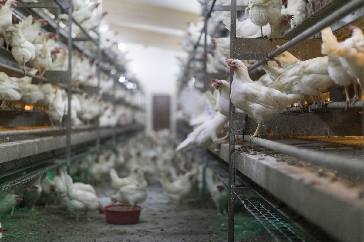 White laying hens romp about in a poultry house of the poultry farm Daetwyler, pictured in Oberwangen in the Canton of Thurgau, Switzerland, on February 28, 2018. The family business of Hans-Jakob and ...