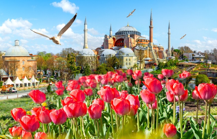 Blühende Tulpen vor der Hagia Sophia in Istanbul.