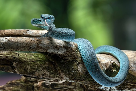 Portrait of blue insularis pit viper Bekasi Timur, West Java, Indonesia R_OCLF250730-1797252-01