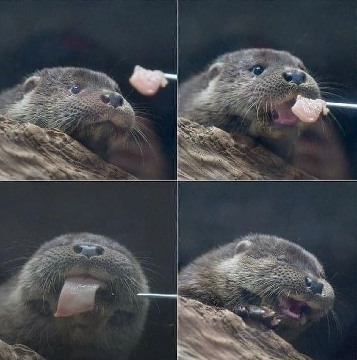cute news tier otter

https://www.instagram.com/p/DEVGnL8udoq/