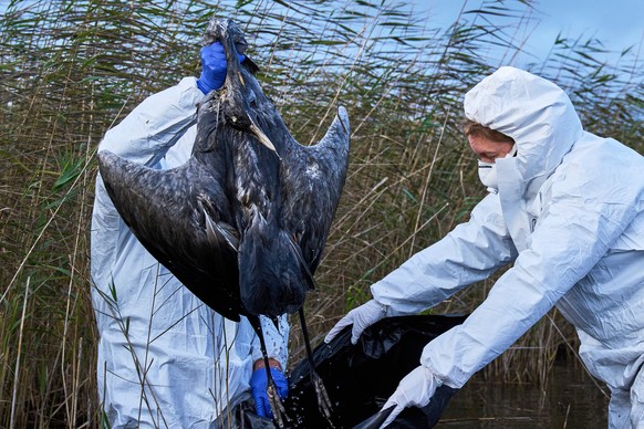 KEYPIX - Environmental workers collect the bodies of the birds have died from bird flu in a lake in Linum, Brandenburg, Germany, Monday, Oct. 27, 2025. (KEYSTONE/AP Photo/Ebrahim Noroozi)
