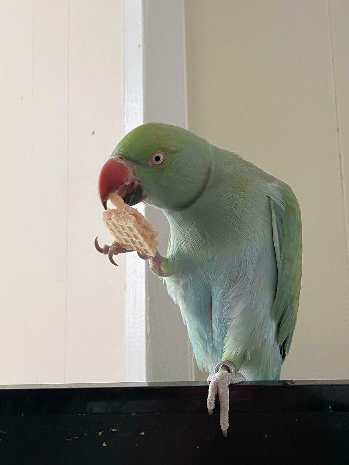 cute news tier animal 

https://www.boredpanda.com/pets-caught-stealing-food/