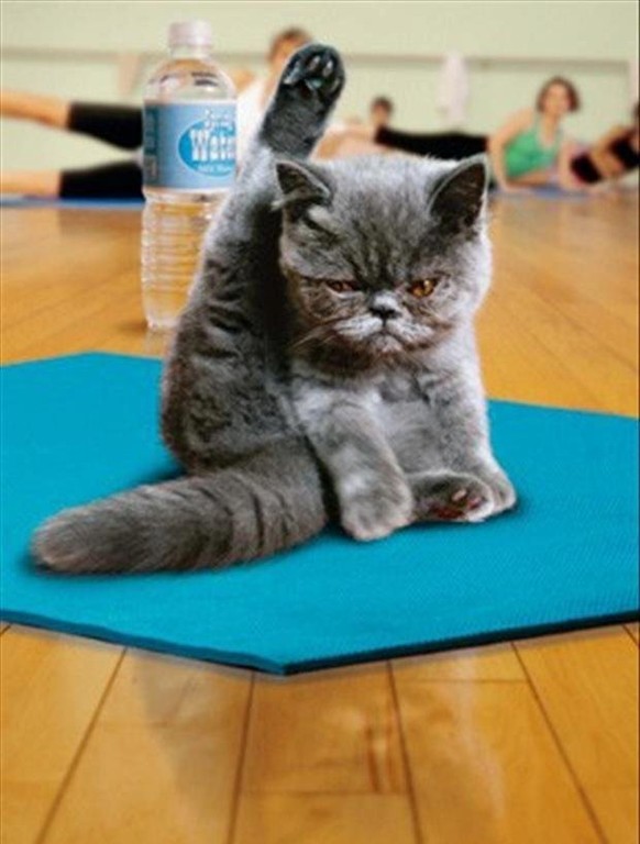 yogakatze