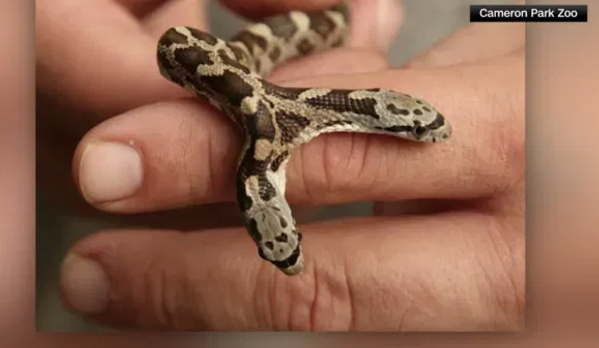 Petit, il était si mignon. Ils étaient si mignons.