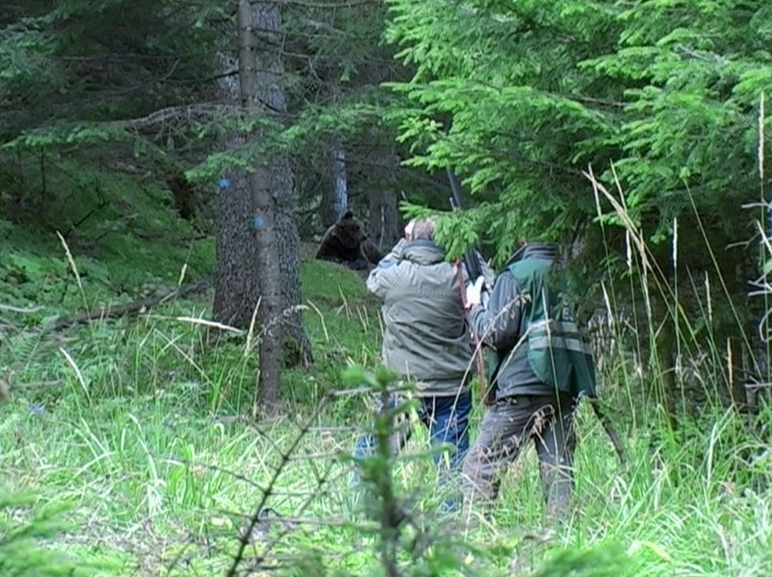 Unter Kontrolle der Forstbeamten erholt sich «Jurka» von der Narkose. Foto: Screenshot «Netz Natur» ©2006 SRF Kamera: Andreas Moser