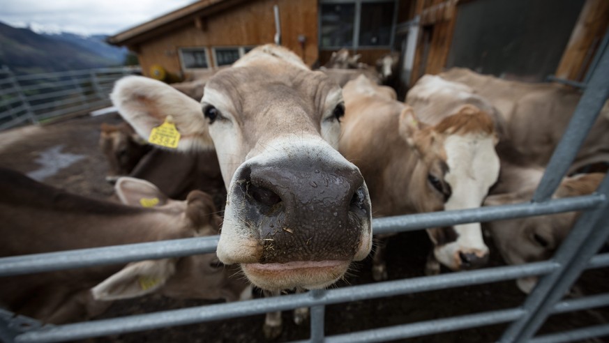 Ein Rind in einem Freilaufgehege beschnuppert mit seiner feuchten Nase den Fruehling am Dienstag, 30. April 2013, im buendnerischen Schanfigg. (KEYSTONE/Arno Balzarini)