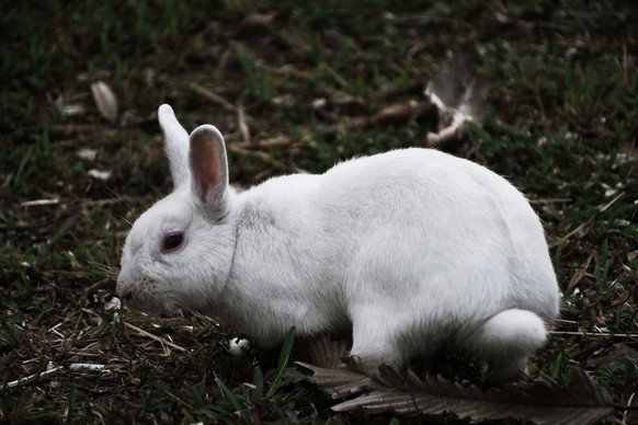 böser Hase
https://www.shutterstock.com/download/success?src=J20k_WEQVngG3qz-hRGrUw-1-95