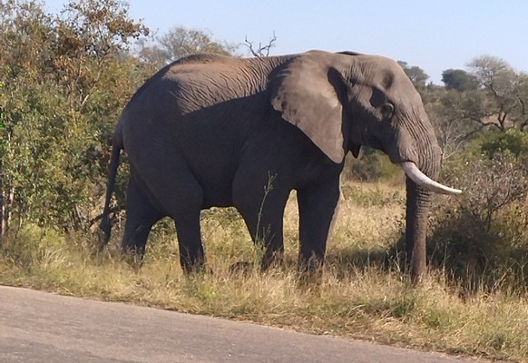 Ein Elefant am Strassenrand des «Disneylands von Afrika».