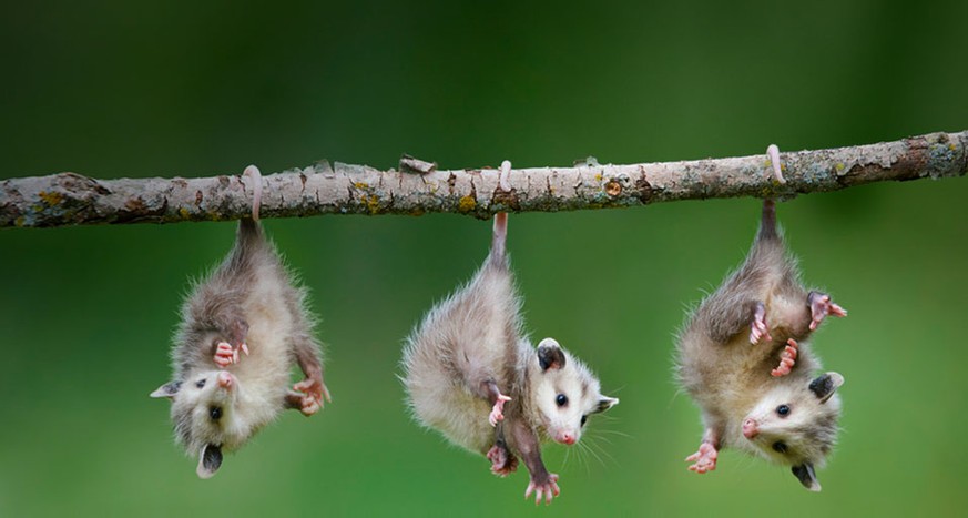 Opossum
Cute News
http://imgur.com/gallery/aCQF9