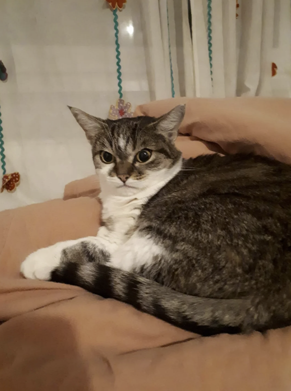 Cute News: Muffe Katze