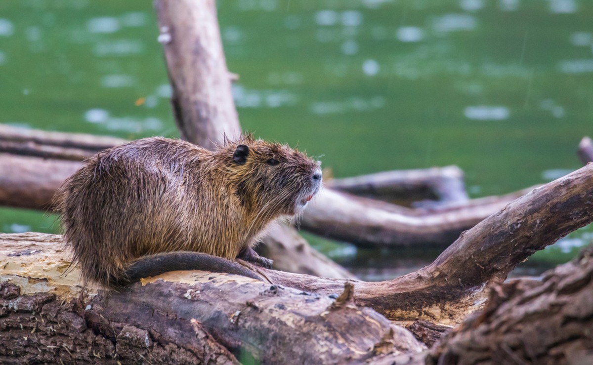 Biberratte