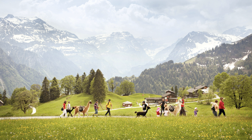 Lama Alpaka Trekking Märchenhotel Braunwald Rauszeit Schlafen bei Tieren