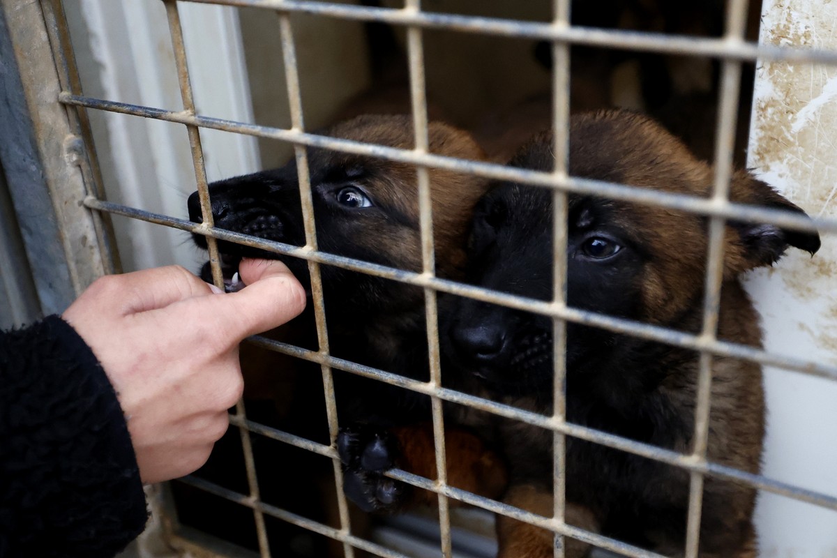 Plus de 100 chiens ont pu être sauvés et seront conduits dans des refuges (image d'illustration).