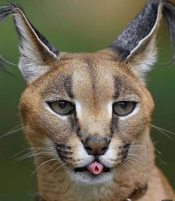 Endlich sind sie da: 27 lustige Tierbilder für einen tollen Freitagmorgen\nDie Zunge der Woche.