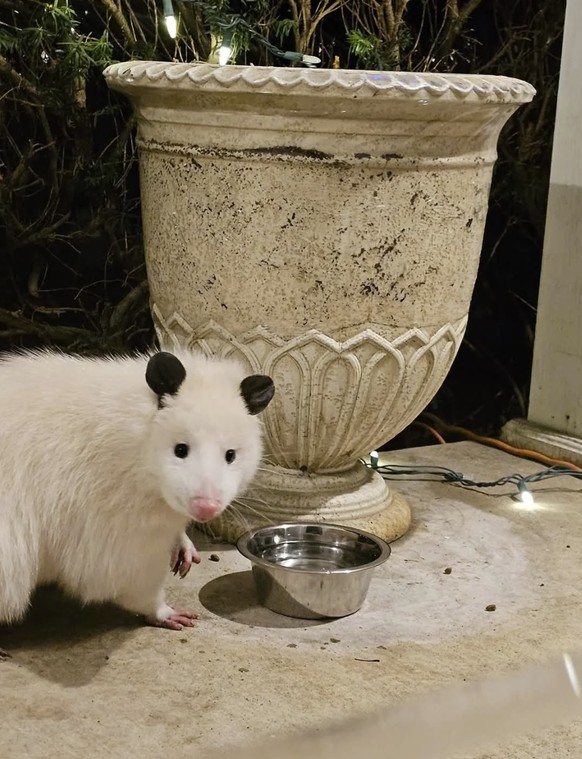 Opossum in Cute News
