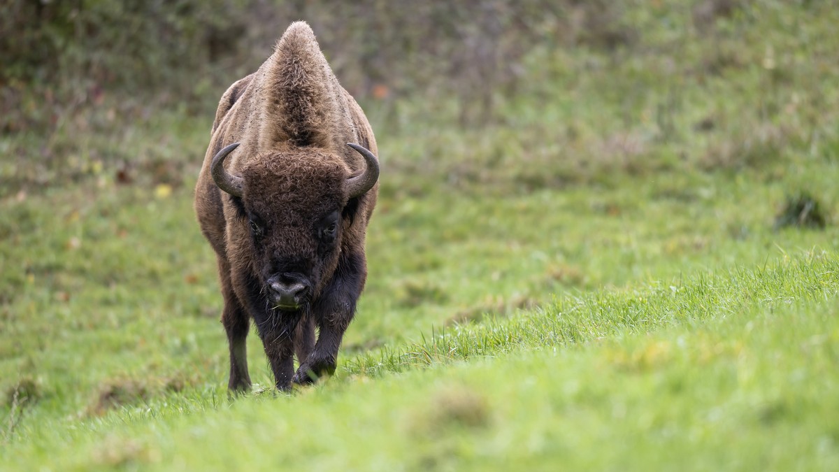 An European bison is photographed in a 50 ha enclosure of the "Projekt Wisent Thal", on Thursday, Nov. 3, 2022, in Welschenrohr, Switzerland. After seven weeks of stay, the acclimatization e ...