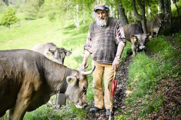 THEMENBILD ZUR EIDGENOESSISCHEN ABSTIMMUNG ZUR HORNKUHINITIATIVE VOM 25. NOVEMBER --- Mountain farmer Armin Capaul on a meadow with his cows, pictured on May 27, 2016, in Perrefitte near Moutier in th ...