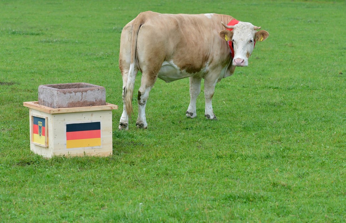 Cow Yvonne looks back to a feeding trough with the German flag while she prefered feed from a trough with a Portuguese flag, unseen, in Eichberg near Deggendorf southern Germany, Friday, June 8, 2012. ...