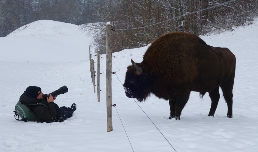 Wisente am 10. Januar 2023 vom Projekt Wisent Thal im Solothurner Jura