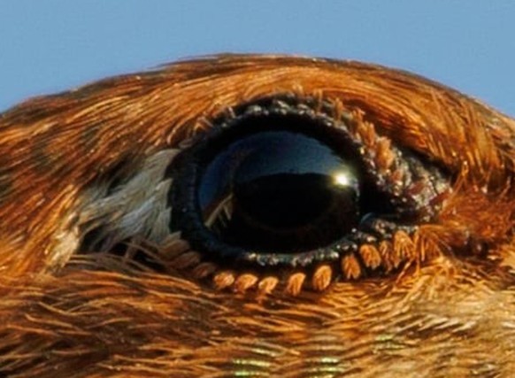 cute news tier vogel

https://www.reddit.com/r/aww/comments/1moubob/the_adorable_eyelashes_on_an_allens_hummingbird/