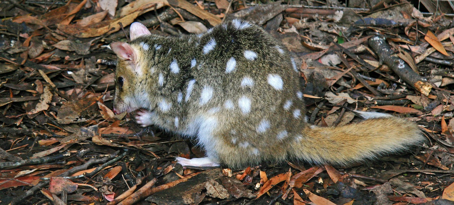 Tüpfelbeutelmarder