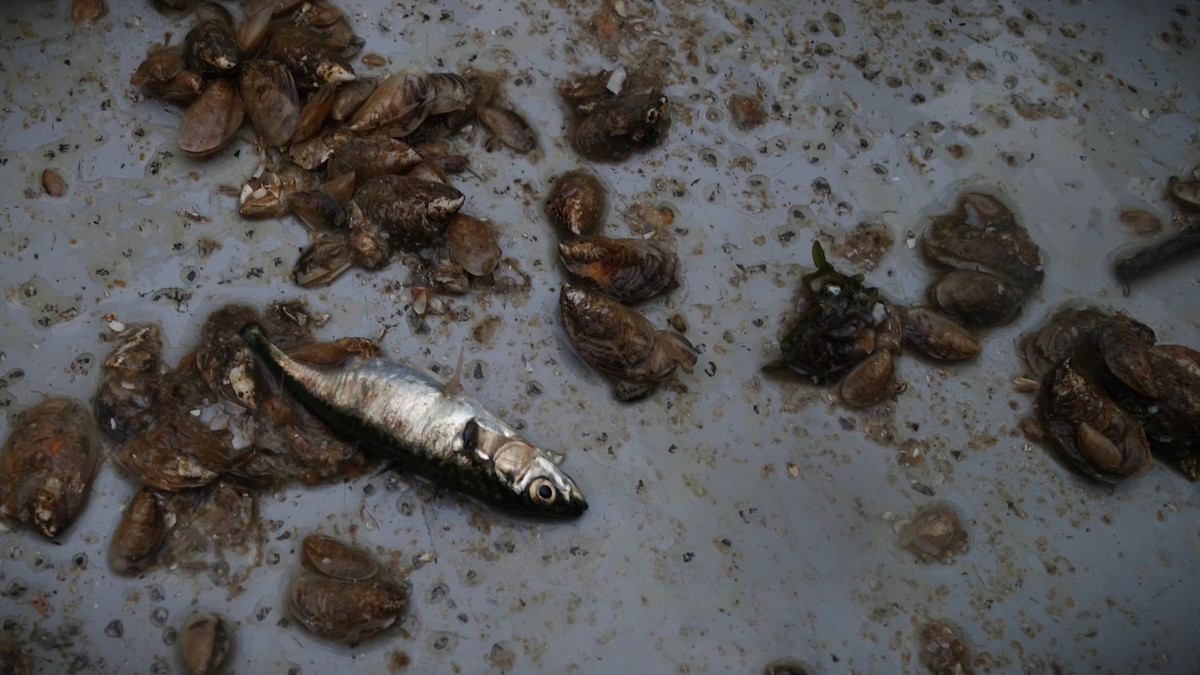 So-will-Z-rich-f-r-gesunde-und-artenreiche-Fischbest-nde-sorgen