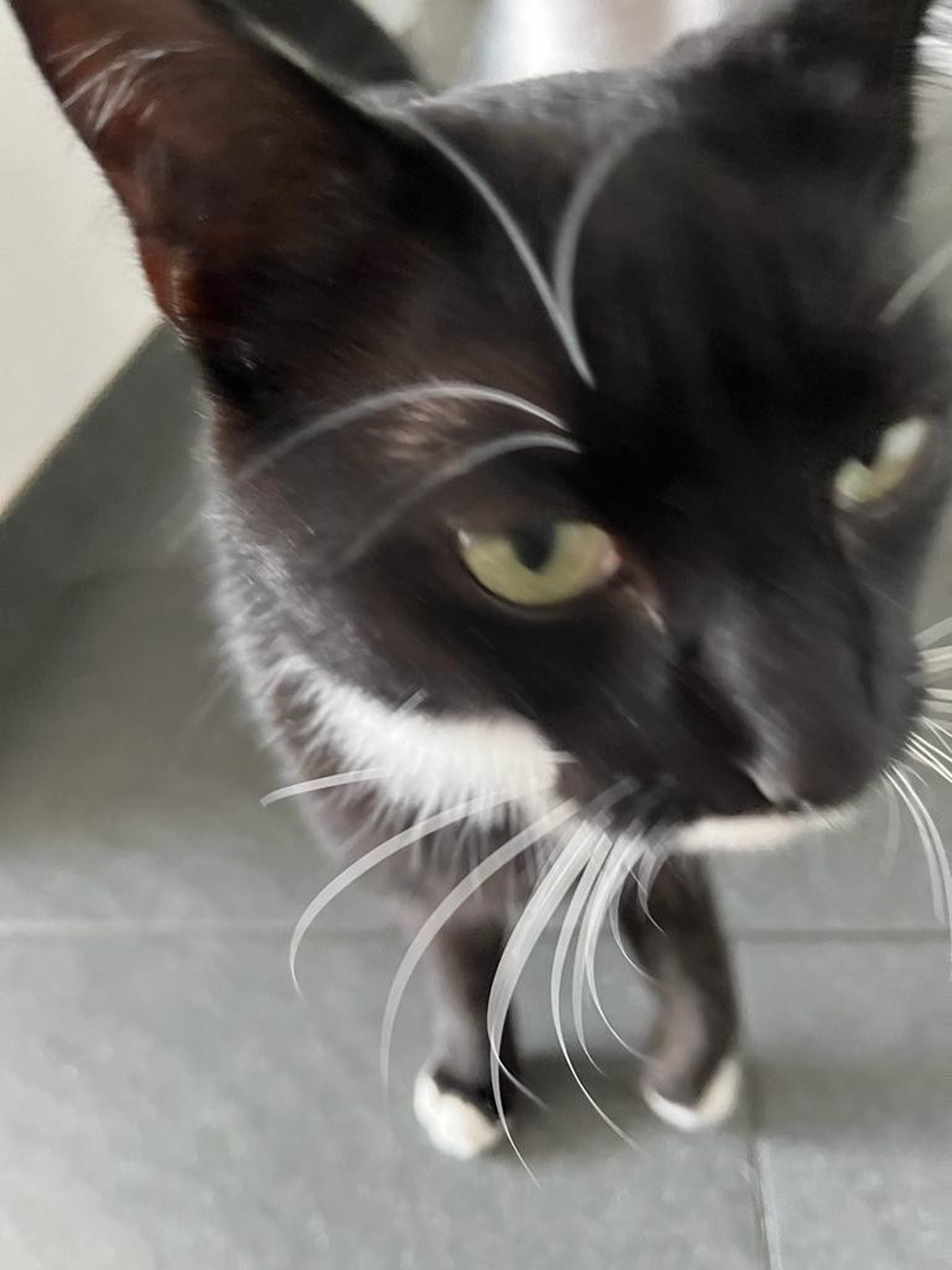 katze