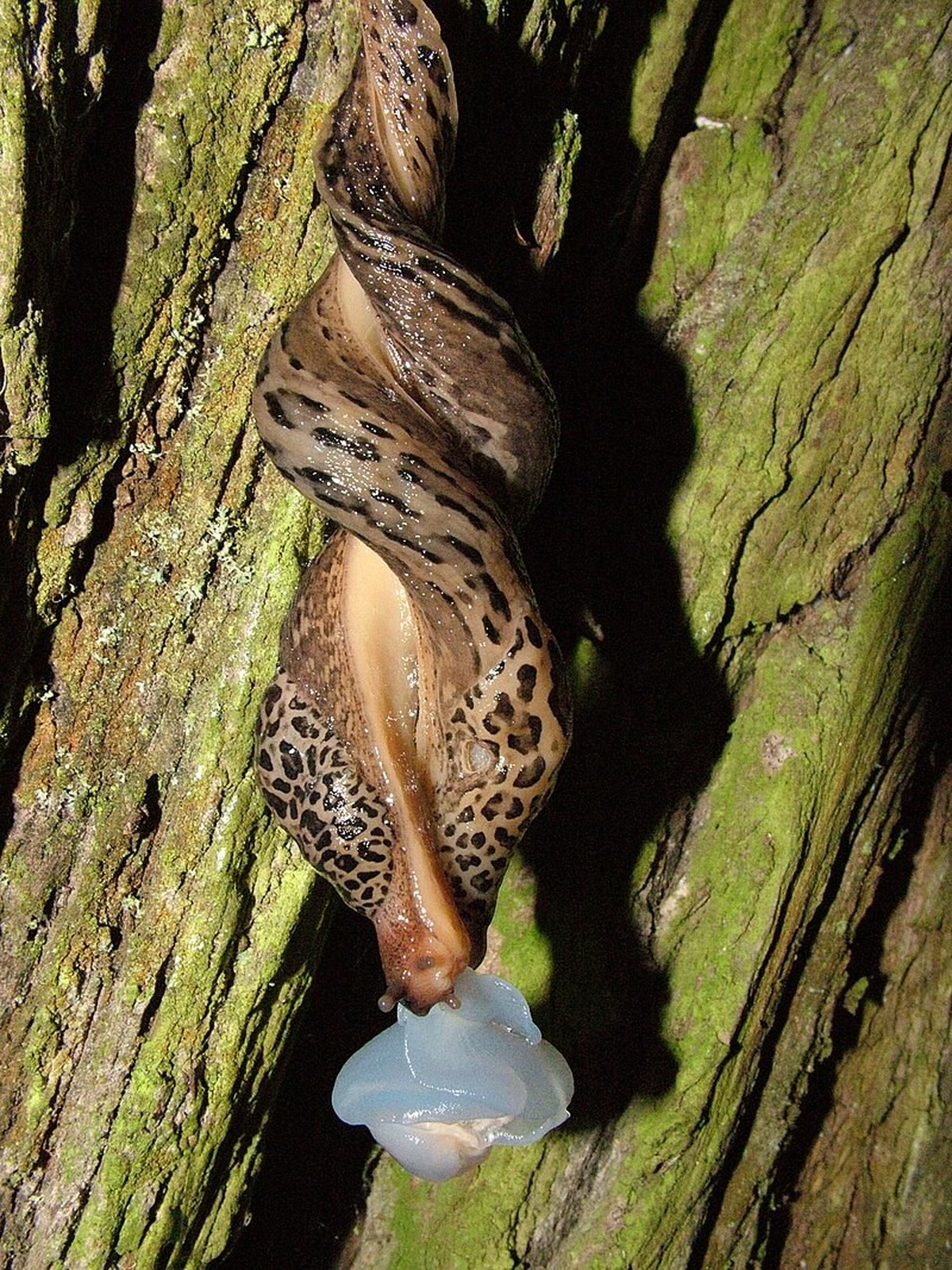 https://de.wikipedia.org/wiki/Tigerschnegel#/media/Datei:Limax-maximus_mating_2.jpg

Tigerschnegel bei der Paarung