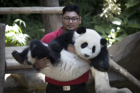 Zoo staff carries a female panda (unnamed) born in a Malaysian zoo last year on her first birthday at the National Zoo in Kuala Lumpur, Malaysia, Monday, Jan. 14, 2019. She is the second offspring of  ...