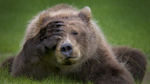 Immer schön lächeln, das Weekend steht an – aber vorher gibt's noch lustige Tierbilder
Der Bär ist nicht erfreut!