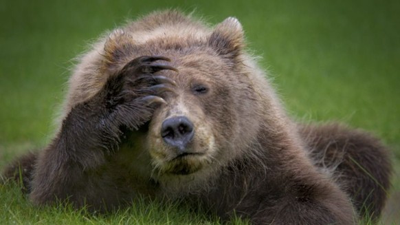 Immer schön lächeln, das Weekend steht an – aber vorher gibt&#039;s noch lustige Tierbilder
Der Bär ist nicht erfreut!