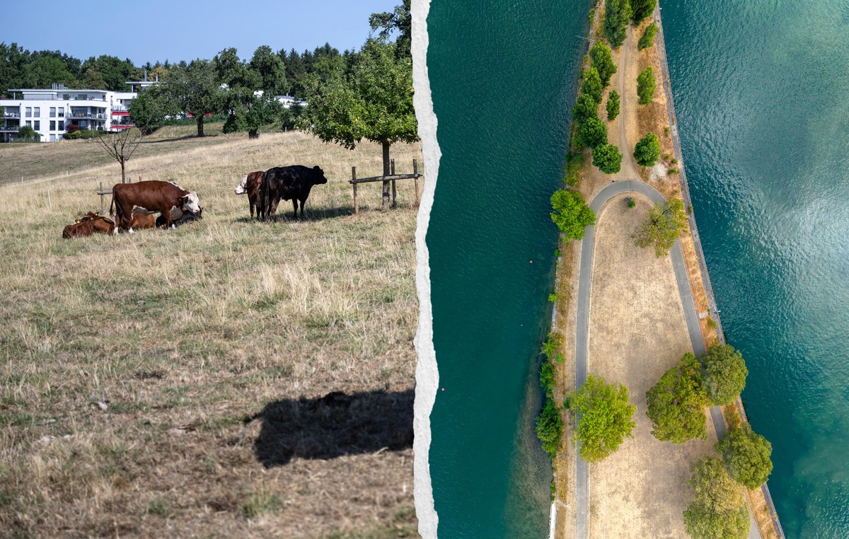 Des vaches dans un champ asséché à Zurich (d) et l'îlot de la centrale électrique asséché et entouré par le Rhin dans le canton de Bâle-Campagne (g).