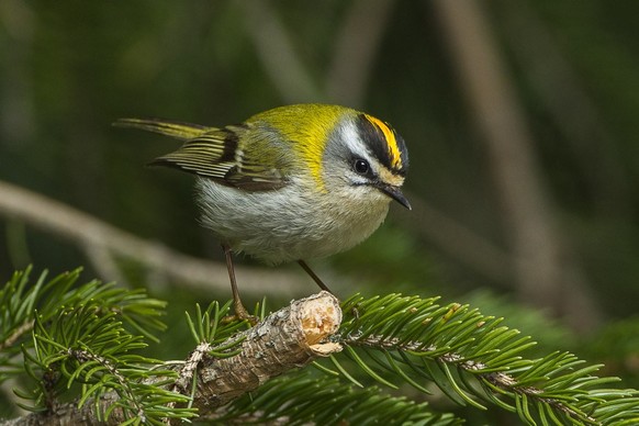 Sommergoldhähnchen