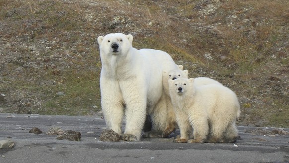 In this undated photo provided by Eric Regehr, polar bears are seen on Wrangel Island in the Arctic Circle. A study of polar bears in the Chukchi Sea between Alaska and Russia finds that the populatio ...