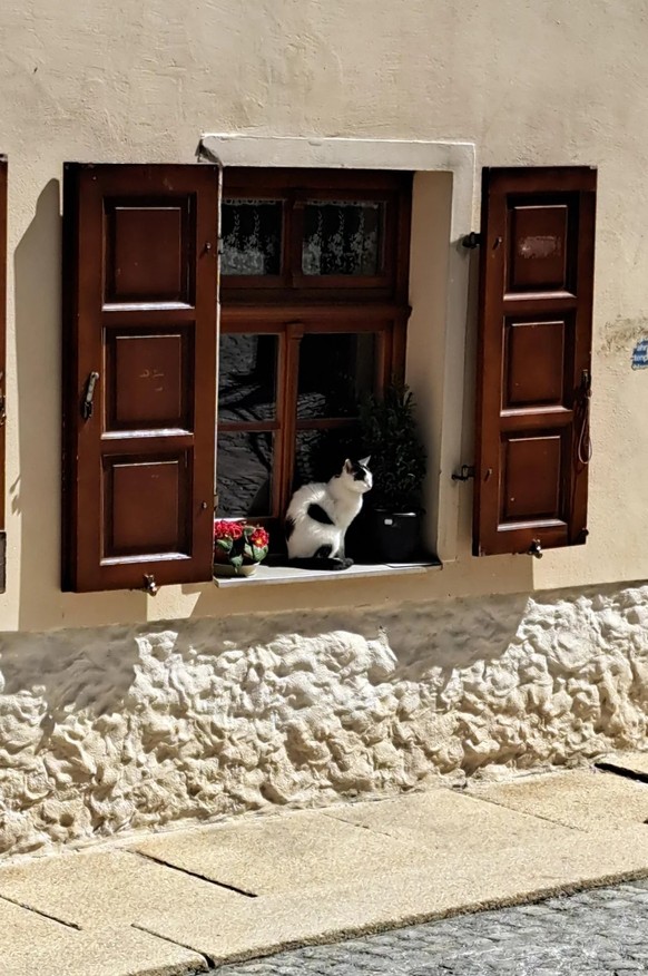 cute news tier katze

https://www.reddit.com/r/cats/comments/1kbd1ie/random_window_cat/