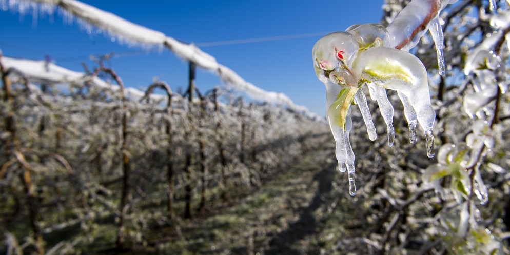 Um Frostschäden zu verhindern, werden Pflanzen teils künstlich bewässert, damit sich eine schützende Eisschicht um die Blüten bildet. (Archivbild)