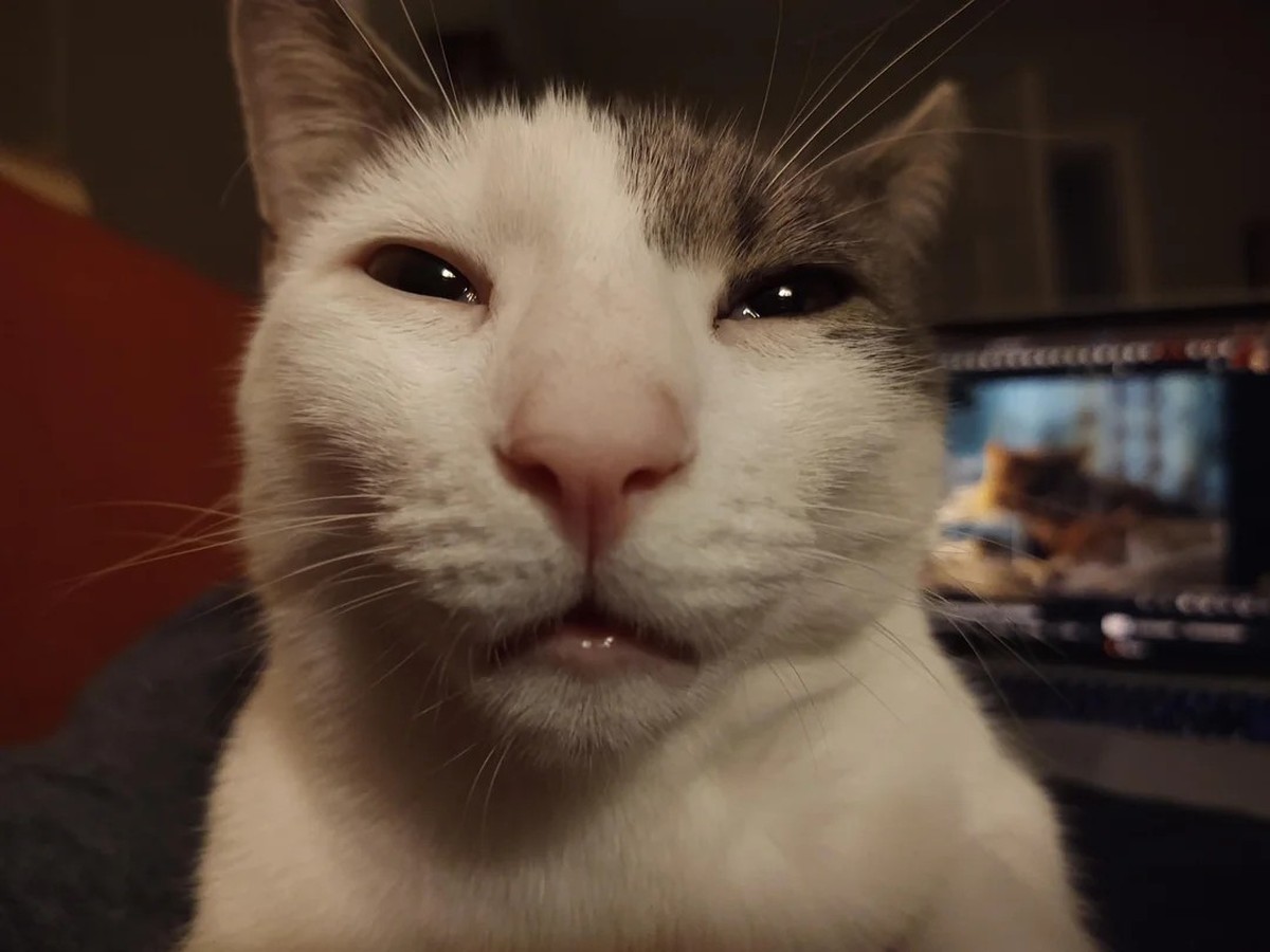 cute news tier katze

https://www.reddit.com/r/cats/comments/1gtqz6i/show_me_pictures_of_your_cat_looking_high/