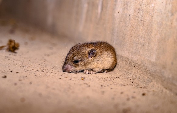 Hantaviren werden meistens durch Mäuse auf den Menschen übertragen.
