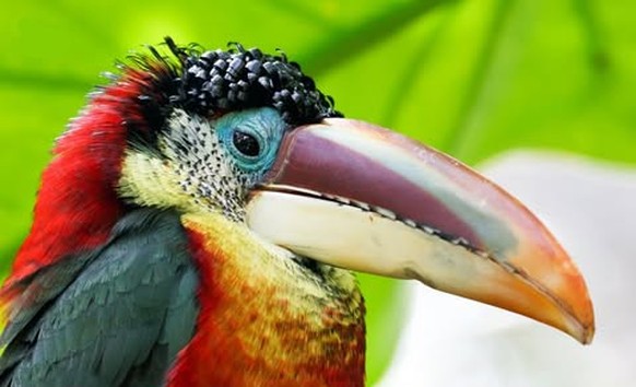 Krauskopfarassari (Pteroglossus beauharnaesii)

https://www.instagram.com/p/DVPRA8djjsC/?img_index=3