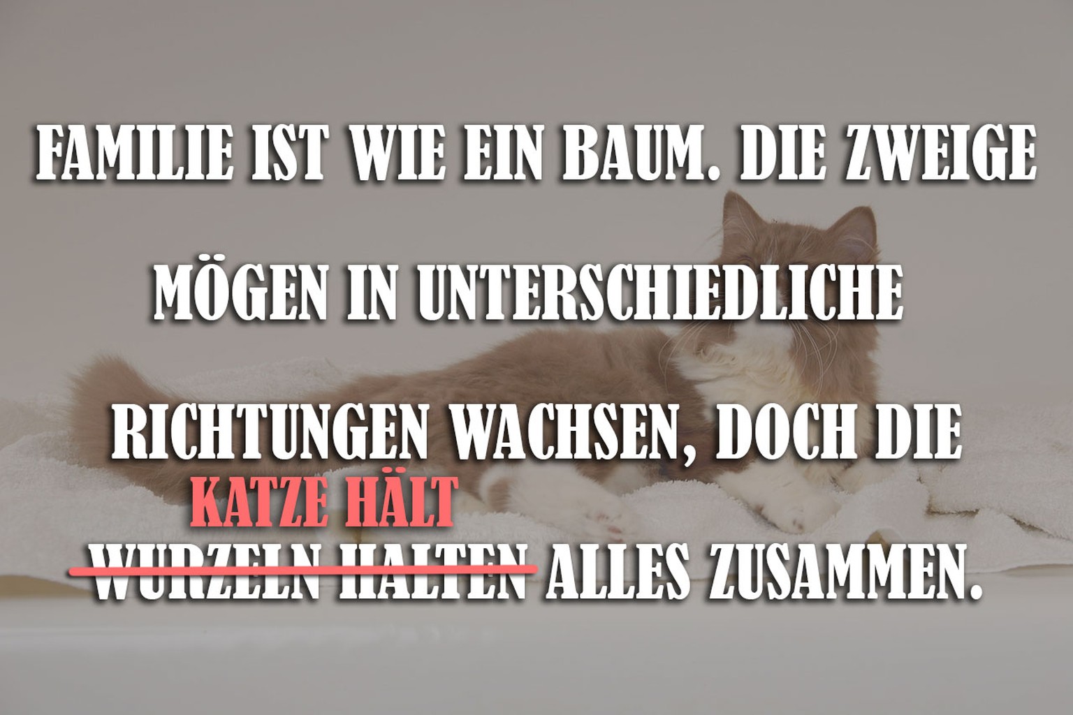 Thedarlingbakers Lebensweisheit Katzen Spruche Zum Nachdenken