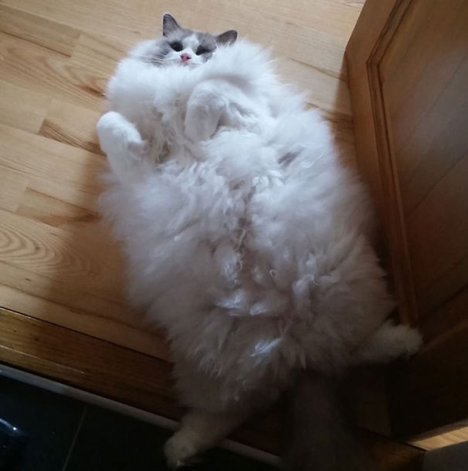 Macht Platz Fur Die 30 Flauschigsten Katzen Der Welt Watson