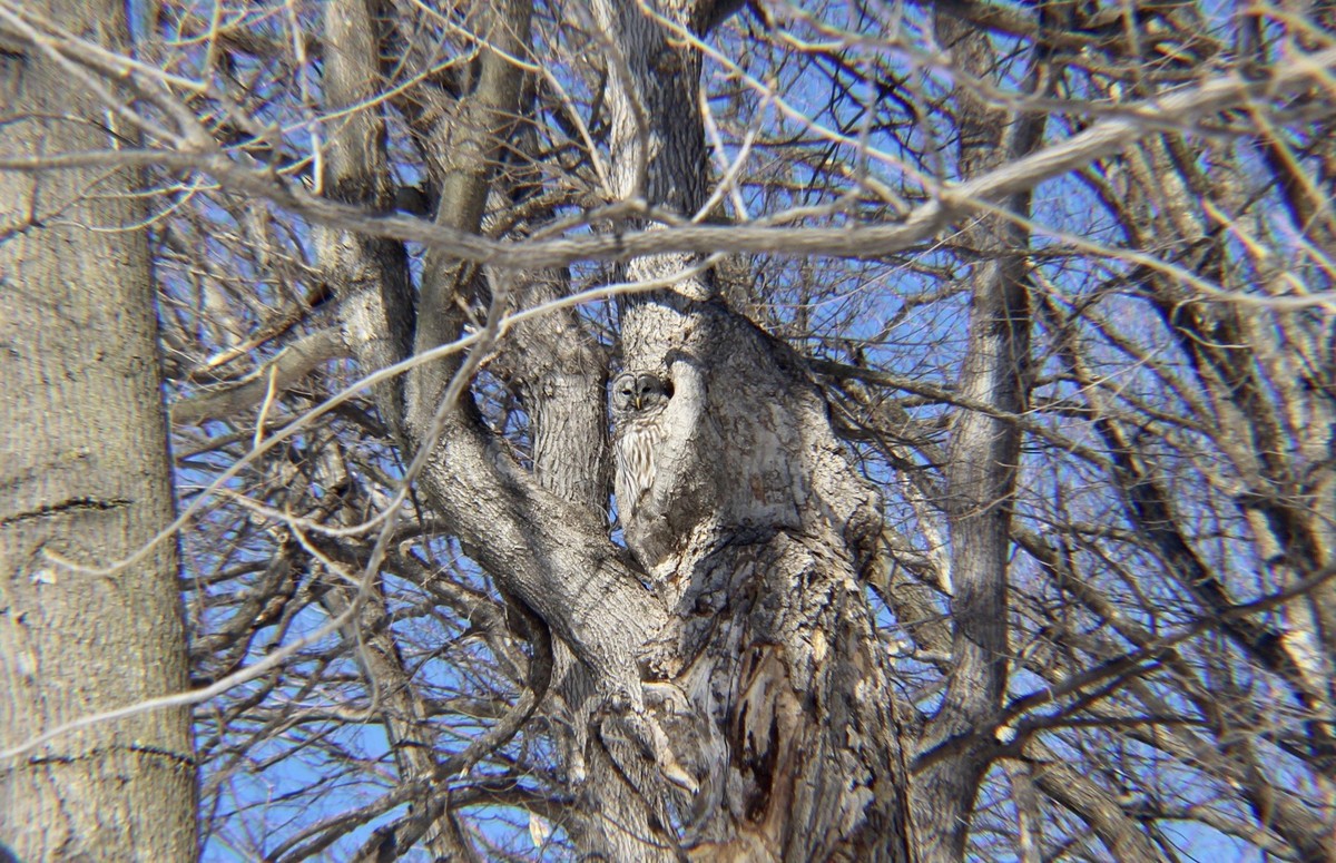 cute news tier eule

https://www.reddit.com/r/Owls/comments/11crl07/some_natural_camouflage_in_the_backyard_today/