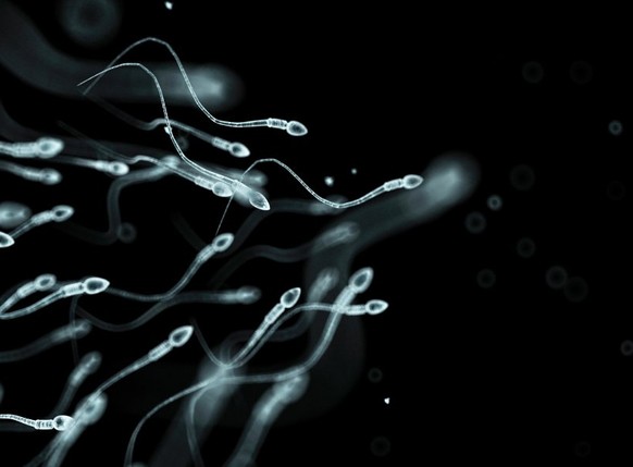 Human sperm, computer artwork.