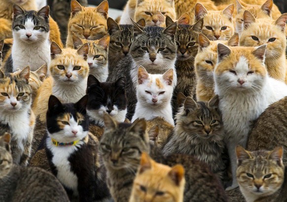 herablassende Blicke von Katzen
