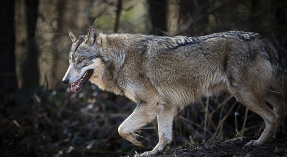 Ein Wolf im Wildpark Bruderhaus, aufgenommen am Montag, 5. Februar 2024 in Winterthur. (KEYSTONE/Michael Buholzer)