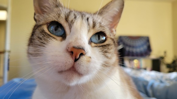 cute news tier katze

https://imgur.com/gallery/kitty-on-cake-day-Xs7PqEW#/t/aww
