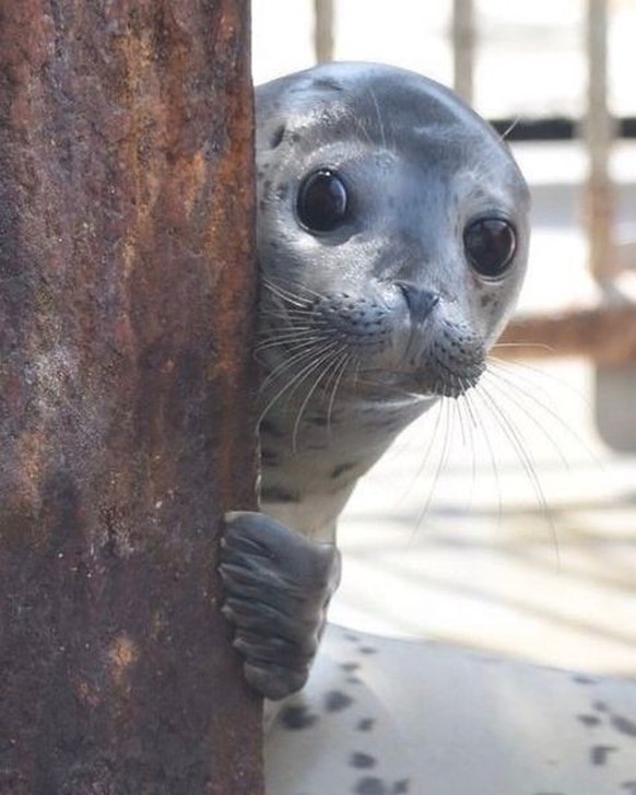 cute news tier seal

https://ch.pinterest.com/pin/1196337404423109/