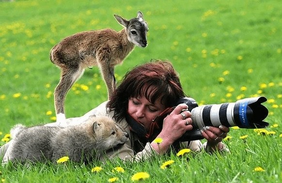 cute news tier fotograf

https://www.reddit.com/r/FunnyAnimals/comments/1h5sw40/animals_disturbing_photographers/