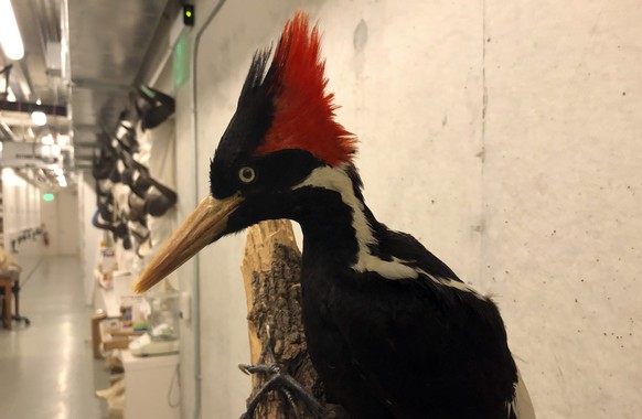 An ivory-billed woodpecker specimen is on a display at the California Academy of Sciences in San Francisco, Friday, Sept. 24, 2021. Death&#039;s come knocking a last time for the splendid ivory-billed ...