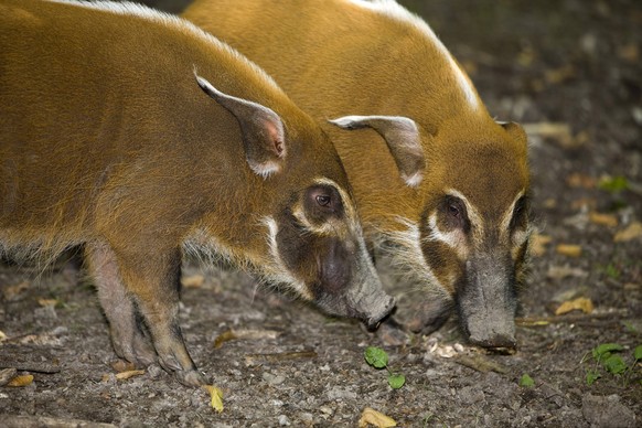 RED RIVER HOG OR BUSH PIG potamochoerus porcus Copyright: xGerardxLaczx GLI-400593